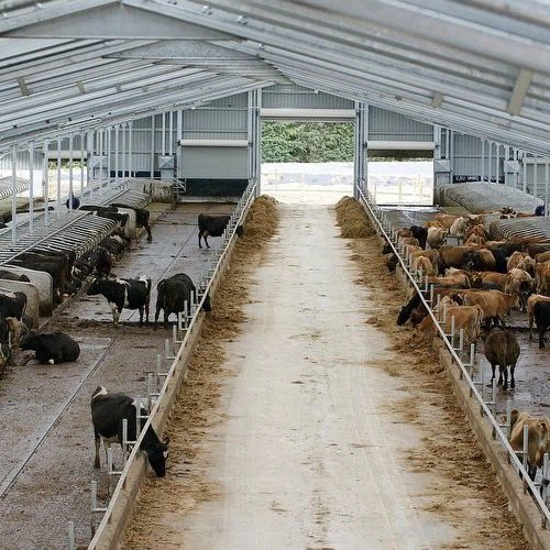 Steel Structure Dairy Cattle Barns