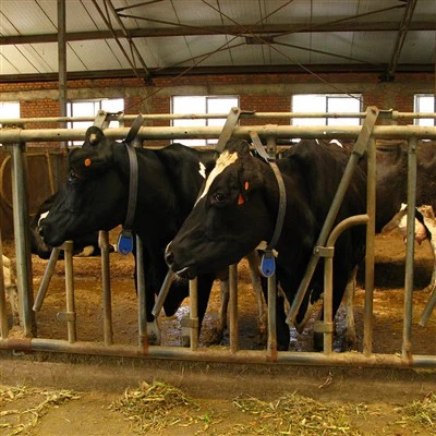 Steel Structure Prefabricated Building Cow Shed