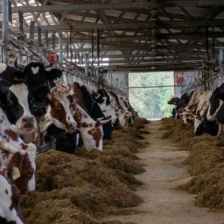 Steel Structure Prefabricated Building Cow Shed