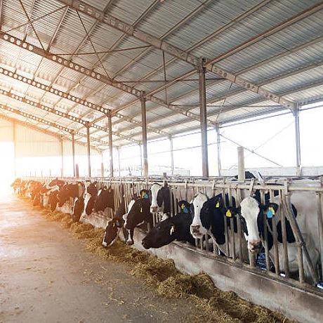 Steel Structure Prefabricated Building Cow Shed