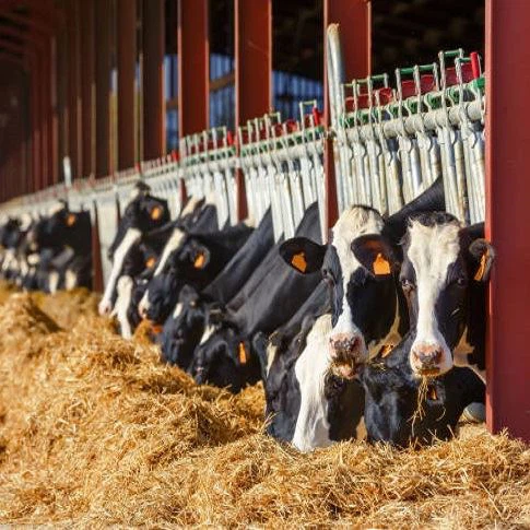 Steel Structure Prefabricated Building Cow Shed