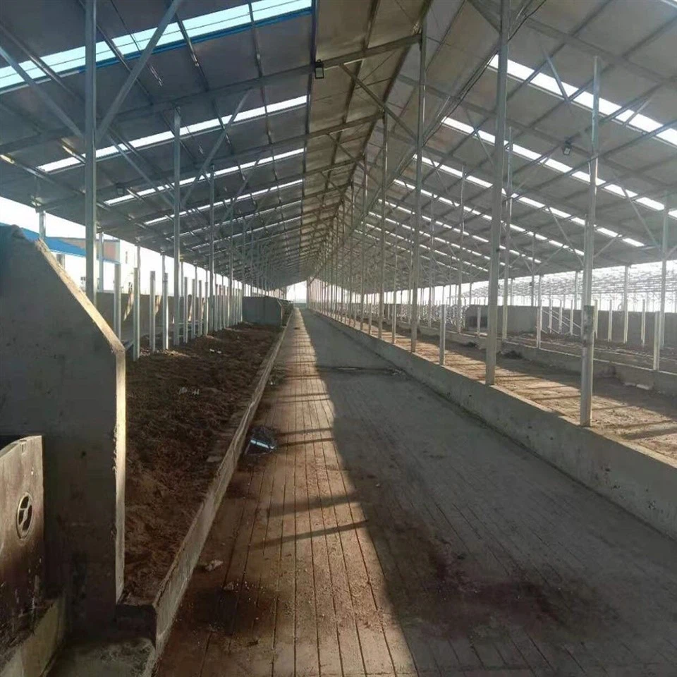 Cheap Price Professional Modern Design Steel Structure Cow Shed