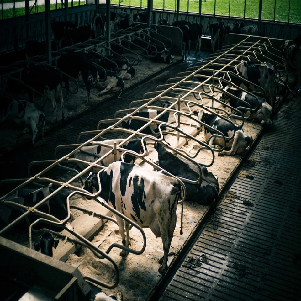 Cheap Price Professional Modern Design Steel Structure Cow Shed