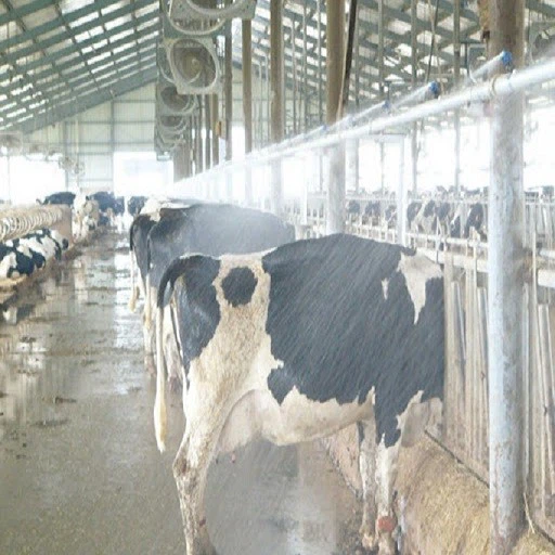 Cheap Price Professional Modern Design Steel Structure Cow Shed