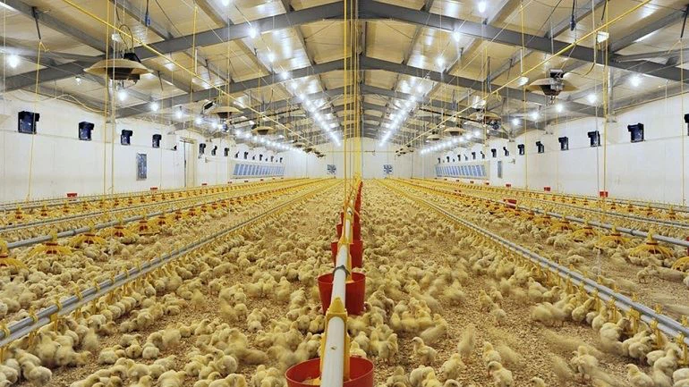 2024 China High Quality Modern Broiler Equipment Poultry Shed Design Chicken Farm Steel Structure