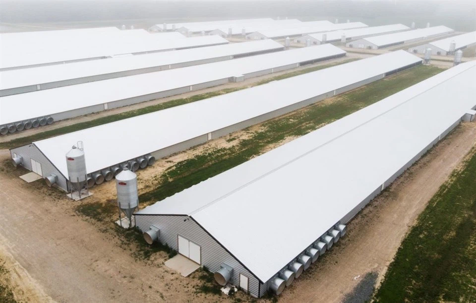 Fast Installation Chicken Coop Cheap Price High Quality Prefabricated Steel Frame Chicken House Chicken Shed