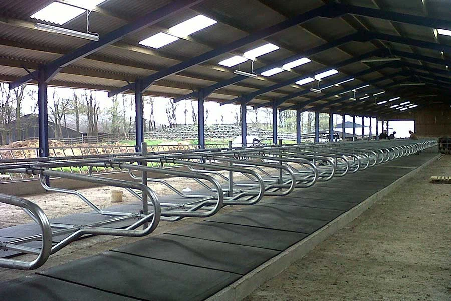 Easy Installation Cow Farm Design Light Steel Structure Cow Dairy Farm Steel Structure Cow Shed