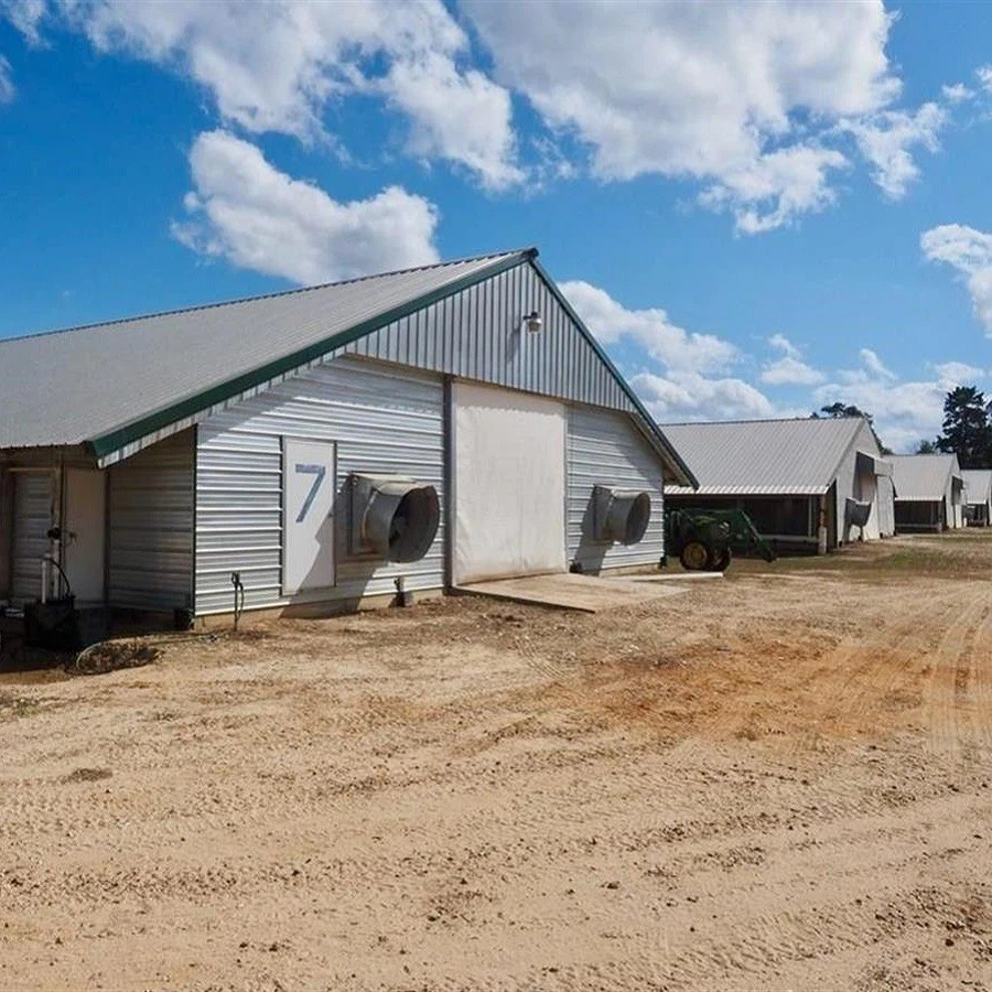 Prefabricated China Steel Structure Poultry Farm