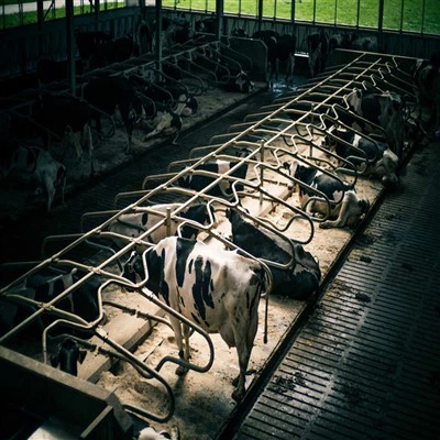 Cheap Price Professional Modern Design Steel Structure Cow Shed