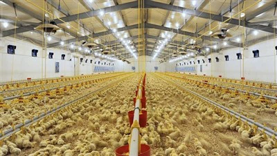 2024 China High Quality Modern Broiler Equipment Poultry Shed Design Chicken Farm Steel Structure