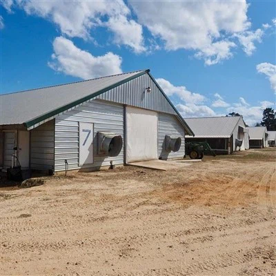 Prefabricated China Steel Structure Poultry Farm